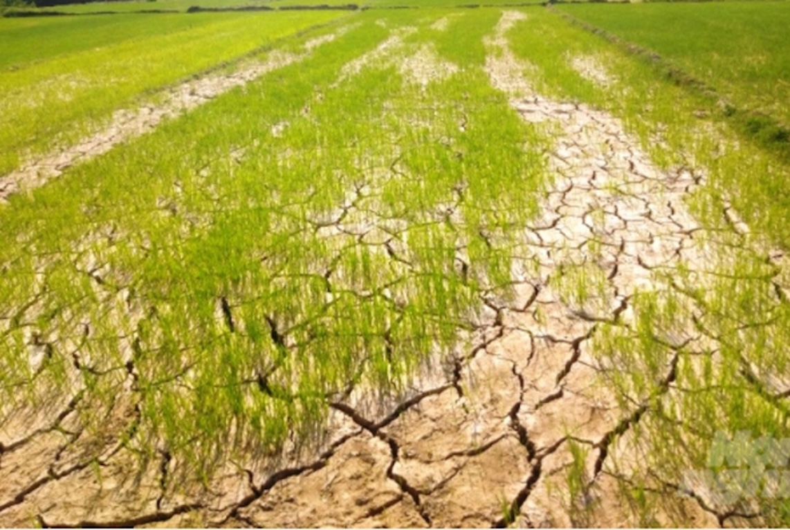 Nông nghiệp vùng bị thiệt hại do thiên tai được hỗ trợ để khôi phục sản xuất.